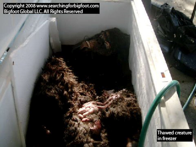 Illustration for article titled Uncovering the Dirty Secrets Behind the Latest Dead Bigfoot Story